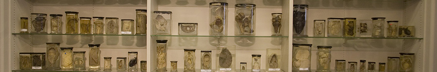 The Wohl Pathology Museum, one of the most historic collections of surgical pathology in the world